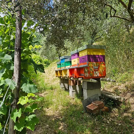 Le Zitelle di Ron-2